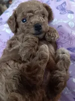 Sporty, a male Poodle - Toy  for sale in Waterloo, IA – 1 of 1