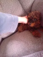 Sable, a female Poodle - Toy  for sale in Waterloo, IA – Photo 2 of 3