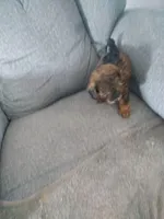 Sable, a female Poodle - Toy  for sale in Waterloo, IA – Photo 3 of 3