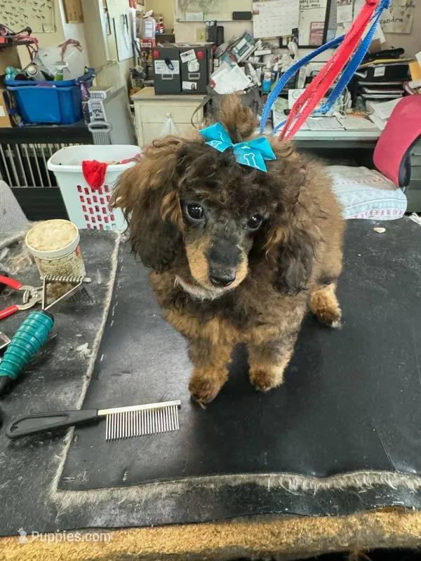 Sable, a female Poodle - Toy  for sale in Waterloo, IA – Photo 1 of 3