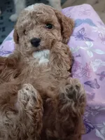 Finn, a male Poodle - Toy  for sale in Waterloo, IA – 1 of 1
