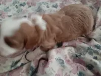 Dolly, a female Cavapoo and Poodle - Toy  for sale in Waterloo, IA – Photo 2 of 2