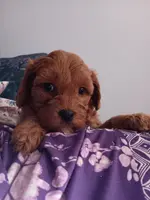 Dixie, a female Cavapoo and Poodle - Toy  for sale in Waterloo, IA – Photo 1 of 2