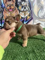 Rebel, a male French Bulldog for sale in Flagstaff, AZ – Photo 10 of 10
