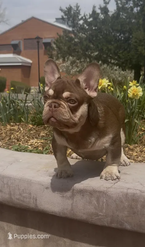 Rebel – French Bulldog puppy for sale in Flagstaff, AZ