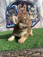 Rebel, a male French Bulldog for sale in Flagstaff, AZ – Photo 9 of 10