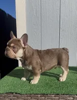 Rebel, a male French Bulldog for sale in Flagstaff, AZ – Photo 4 of 10