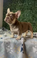 Rebel, a male French Bulldog for sale in Flagstaff, AZ – Photo 8 of 10