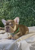 Rebel, a male French Bulldog for sale in Flagstaff, AZ – Photo 5 of 10