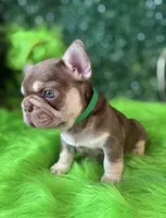 Rebel, a male French Bulldog for sale in Flagstaff, AZ – Photo 6 of 10