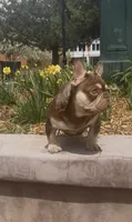 Rebel, a male French Bulldog for sale in Flagstaff, AZ – Photo 2 of 10