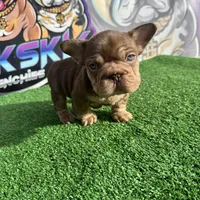 Espresso, a male French Bulldog for sale in Flagstaff, AZ – Photo 9 of 10