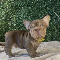 Espresso, a male French Bulldog for sale in Flagstaff, AZ – Photo 7 of 10