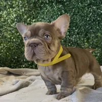 Espresso, a male French Bulldog for sale in Flagstaff, AZ – Photo 4 of 10