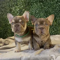 Espresso, a male French Bulldog for sale in Flagstaff, AZ – Photo 6 of 10