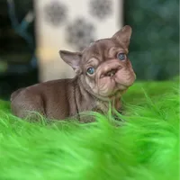 Espresso, a male French Bulldog for sale in Flagstaff, AZ – Photo 10 of 10