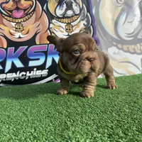 Espresso, a male French Bulldog for sale in Flagstaff, AZ – Photo 8 of 10