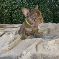 Espresso, a male French Bulldog for sale in Flagstaff, AZ – Photo 5 of 10