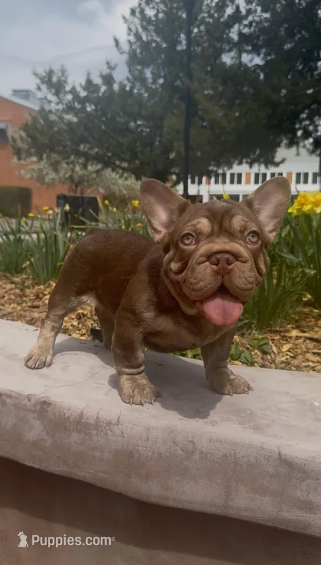 Espresso – French Bulldog puppy for sale in Flagstaff, AZ