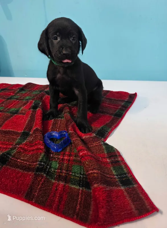 Green Collar  – Labrador Retriever puppy for sale in Damascus, OR