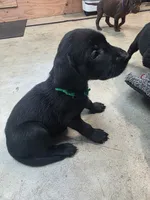 Green Collar , a female Labrador Retriever for sale in Damascus, OR – 3 of 5
