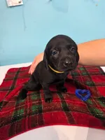 Yellow Collar , a female Labrador Retriever for sale in Damascus, OR – 3 of 3