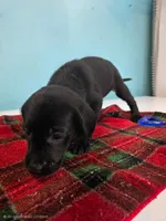 Green Collar , a female Labrador Retriever for sale in Damascus, OR – 2 of 5