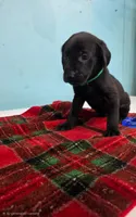 Green Collar , a female Labrador Retriever for sale in Damascus, OR – 5 of 5