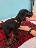 Yellow Collar , a female Labrador Retriever for sale in Damascus, OR – 1 of 3