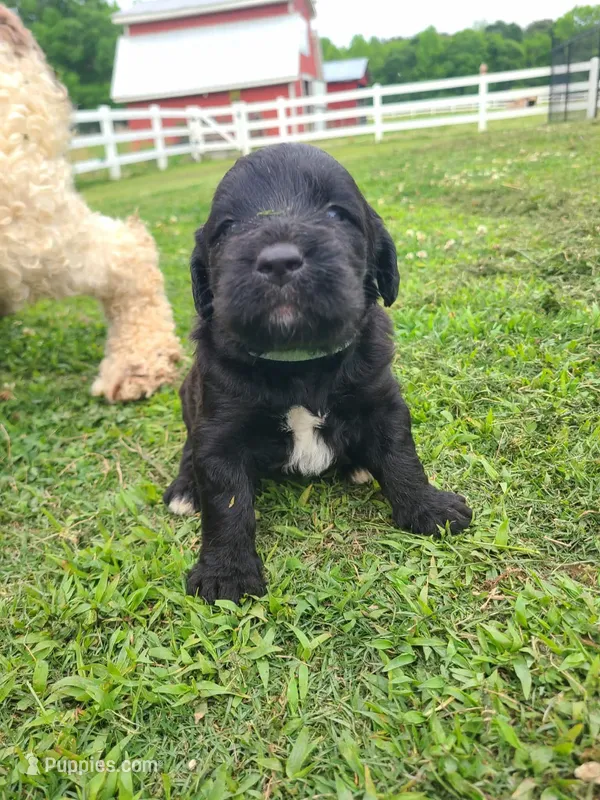 Blue – Labradoodle puppy for sale in Gallant, AL