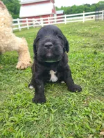 Blue, a female Labradoodle for sale in Gallant, AL – 1 of 1