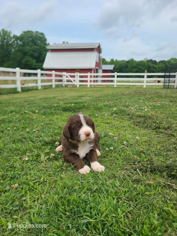 Yellow – Labradoodle puppy for sale in Gallant, AL