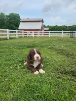 Yellow, a male Labradoodle for sale in Gallant, AL – 1 of 1