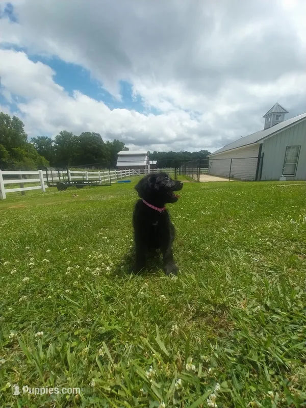 Pink – Labradoodle puppy for sale in Gallant, AL