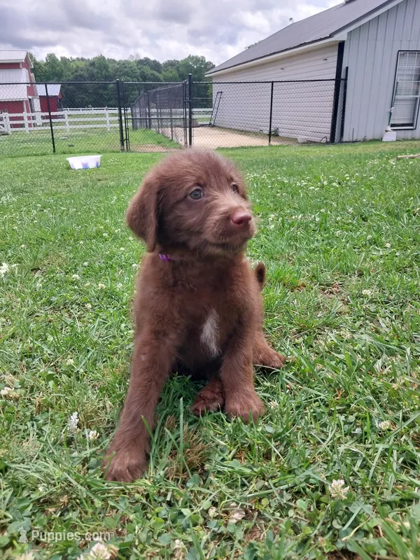 Purple – Labradoodle puppy for sale in Gallant, AL