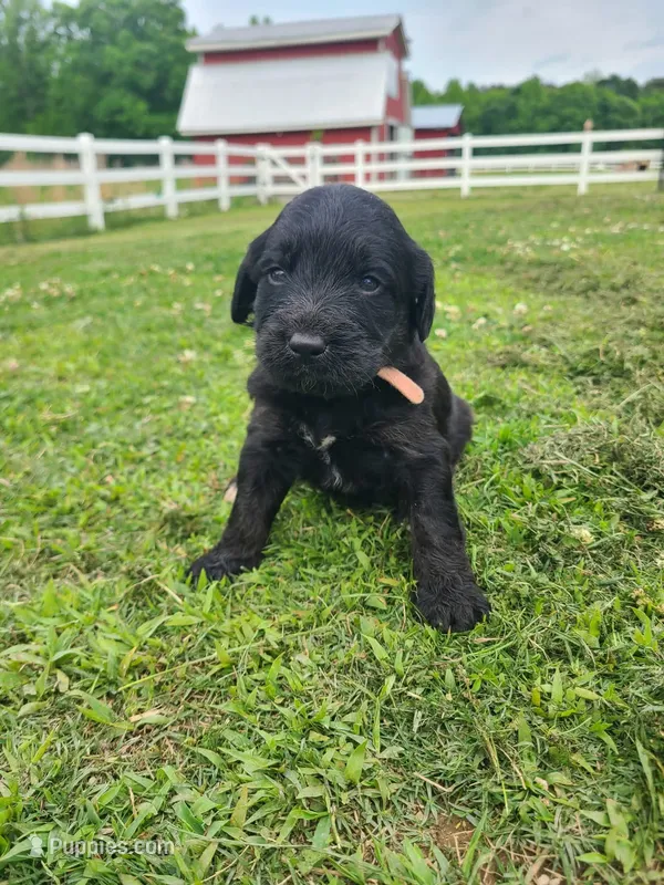 Pink – Labradoodle puppy for sale in Gallant, AL