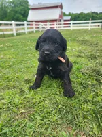Pink, a female Labradoodle for sale in Gallant, AL – 1 of 1