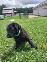 Green, a male Labradoodle for sale in Gallant, AL – 2 of 2
