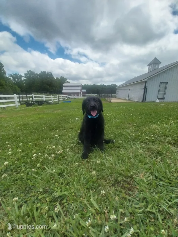 Blue – Labradoodle puppy for sale in Gallant, AL