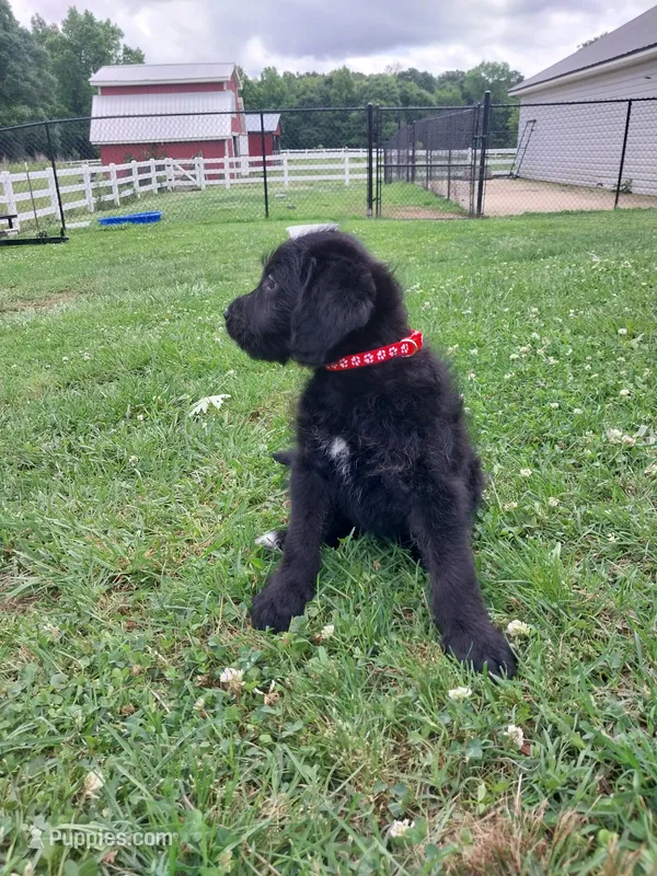 Red – Labradoodle puppy for sale in Gallant, AL
