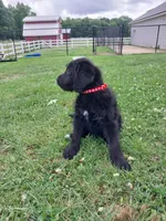 Red, a female Labradoodle for sale in Gallant, AL – 1 of 1