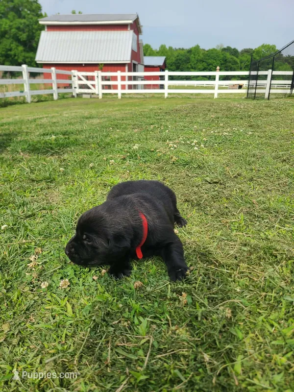 Red – Labradoodle puppy for sale in Gallant, AL