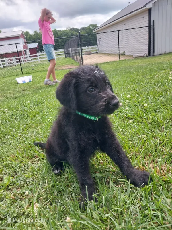 Green – Labradoodle puppy for sale in Gallant, AL