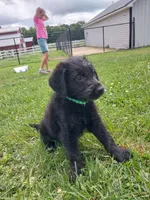 Green, a male Labradoodle for sale in Gallant, AL – 1 of 2