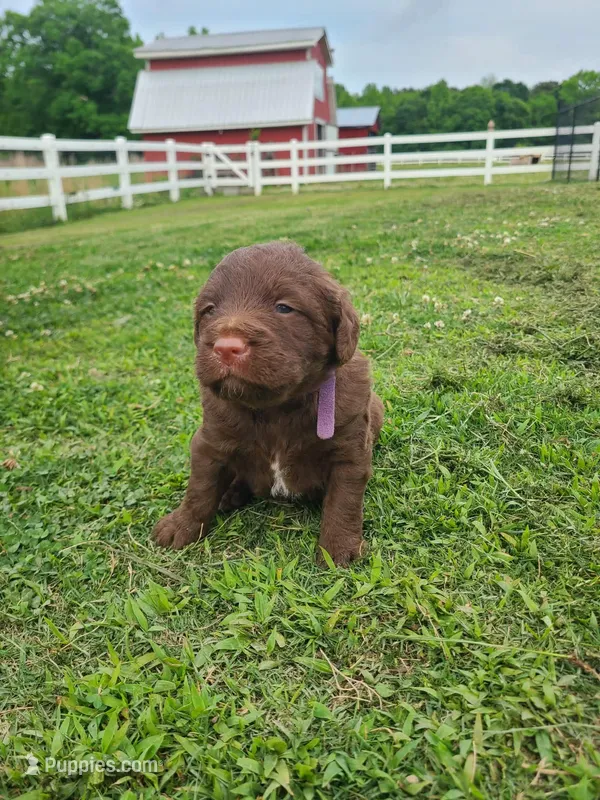 Purple – Labradoodle puppy for sale in Gallant, AL