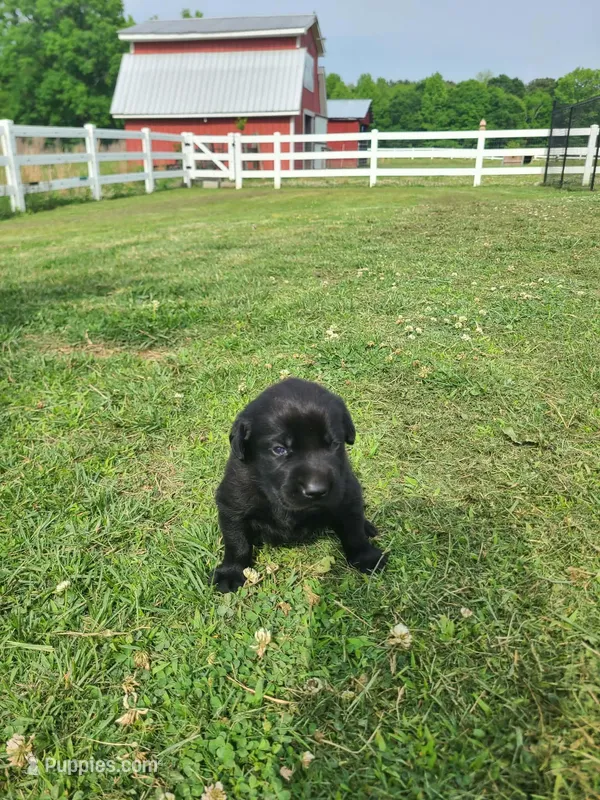 Orange – Labradoodle puppy for sale in Gallant, AL