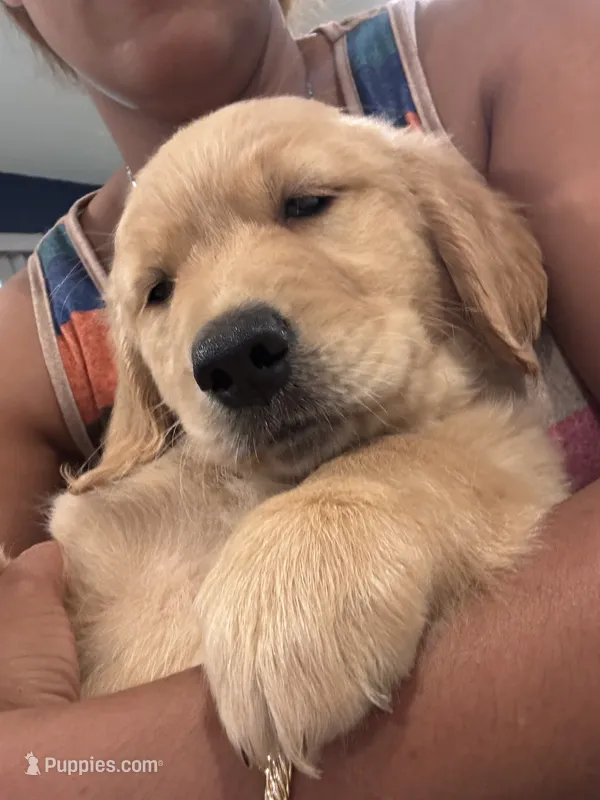 Yellow – Golden Retriever puppy for sale in Saint Cloud, FL