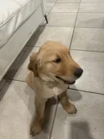 Blue, a male Golden Retriever for sale in Saint Cloud, FL – 1 of 4