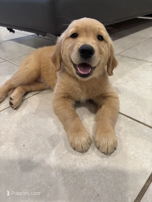 Red  – Golden Retriever puppy for sale in Saint Cloud, FL