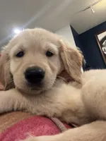 Yellow, a female Golden Retriever for sale in Saint Cloud, FL – 2 of 3